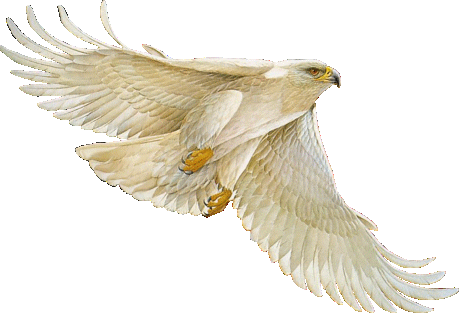 White Eagle Flying_Ani